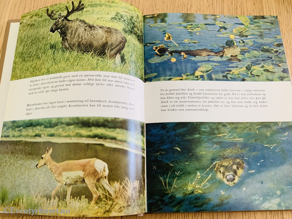 Disneys Beverdalen. 1963. Fortelling