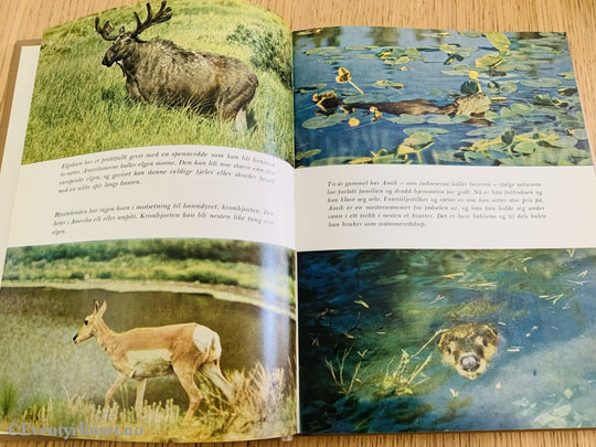 Disneys Beverdalen. 1963. Fortelling