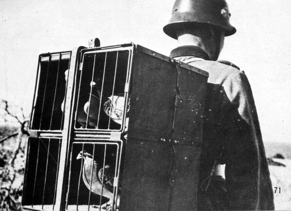 GERMAN pigeons of war